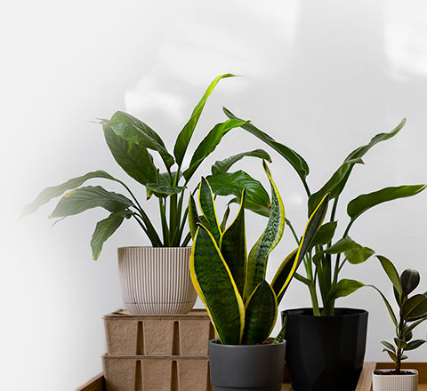 Indoor Plants collection at Flowers from Gan Eden